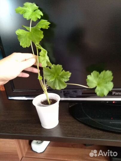 Пеларгония Леона Галактика