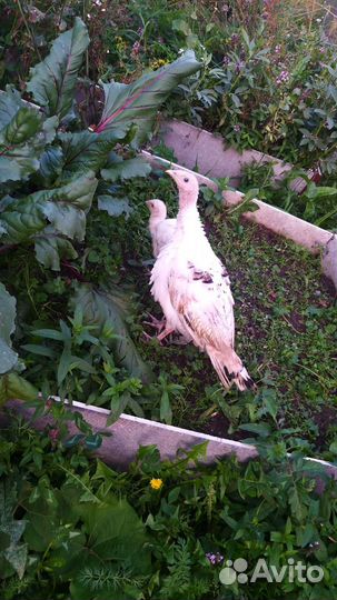 Индюки,семья,4 штуки