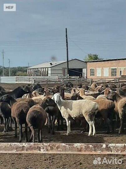 Овцы гиссарские