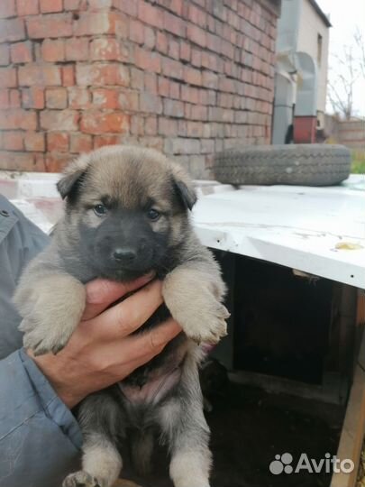 Собака в добрые руки отдам бесплатно