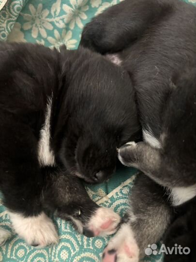 Сибирский хаски