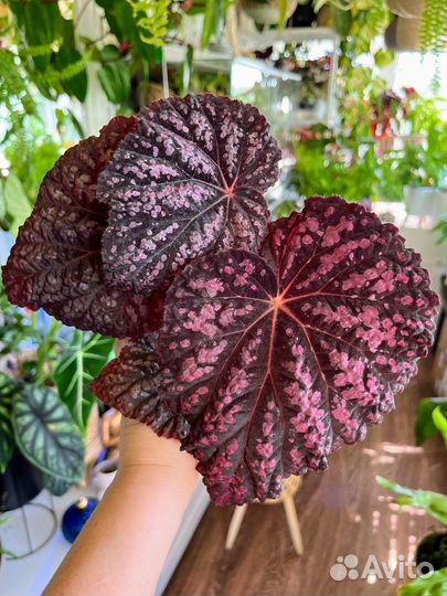 Декоративно лиственные бегонии