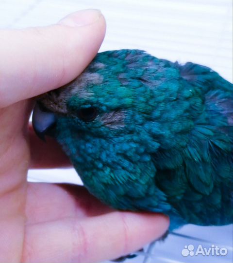 Попугай какарик