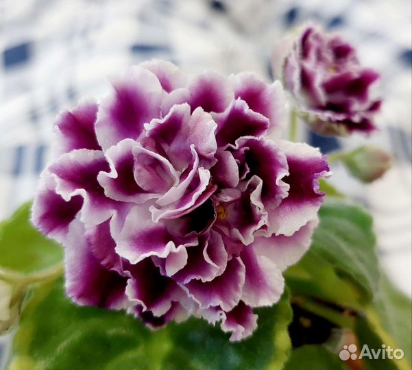 Фиалки сортовые