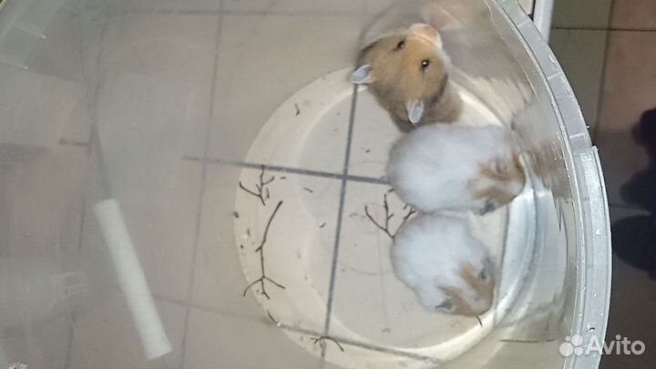 Серийские хомяки