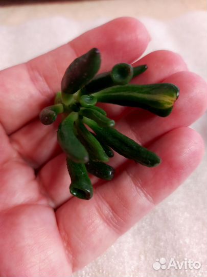 Крассула Леголас