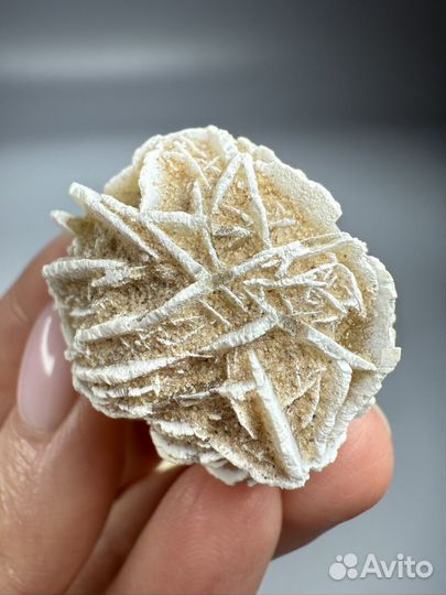 Роза пустыни