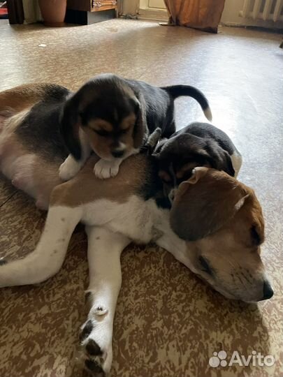 Щенки бигль