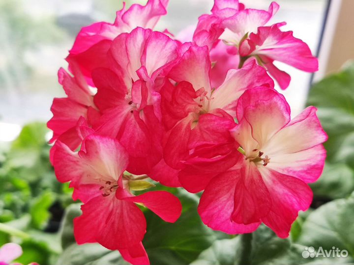 Пеларгония герань Яр Самарканд
