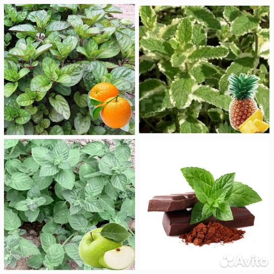 Мята душистая