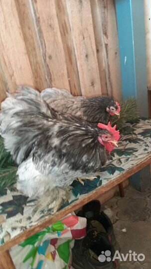 Кохинхин карликовый, голубой