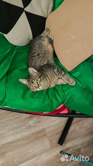 Кошечка бесплатно