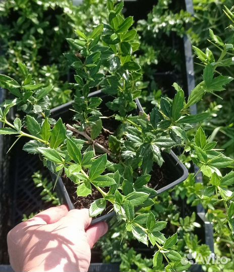 Барбарис Амстелвин