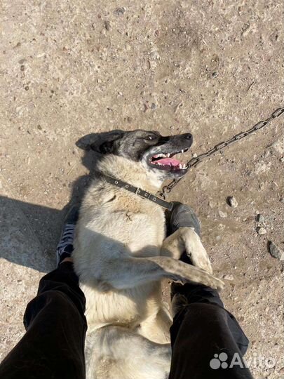 Собака в добрые руки