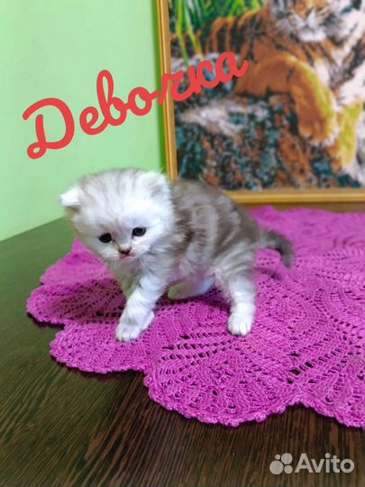 Шотландские вислоухие,прямоухие котята