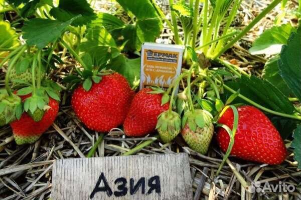 Рассада клубники Азия Горномари
