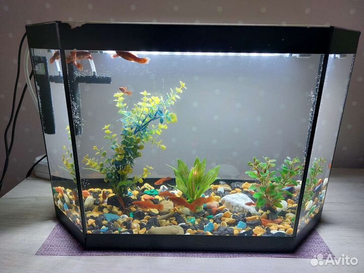 Аквариум