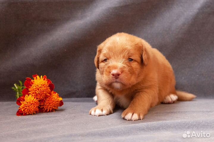 Щенки новошотландского ретривера (толлера)