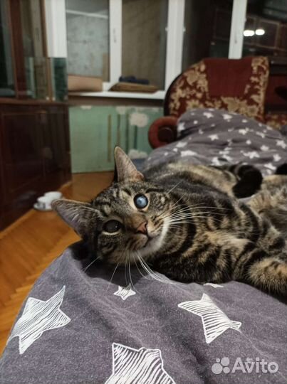 Котик Оскар в добрые руки. В дар