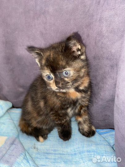 Кошка