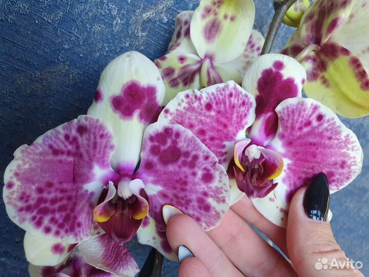 Орхидея фаленопсис Экзотик Пунш Exotic Punch