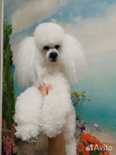 Собачка для Людмилы