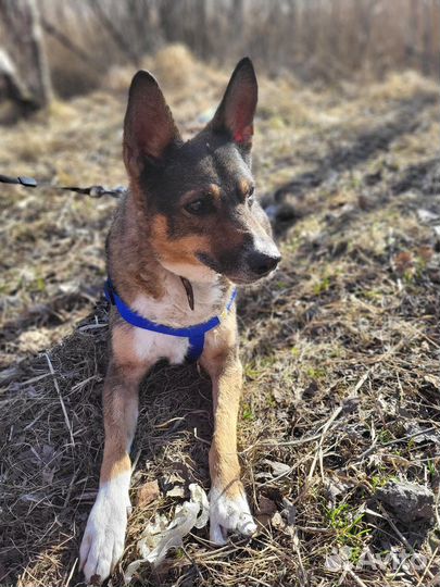 Бабушкин малыш пёс Бублик