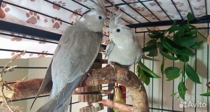 Корелла, птенцы