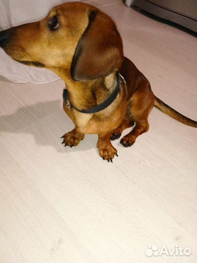 Кроличья такса