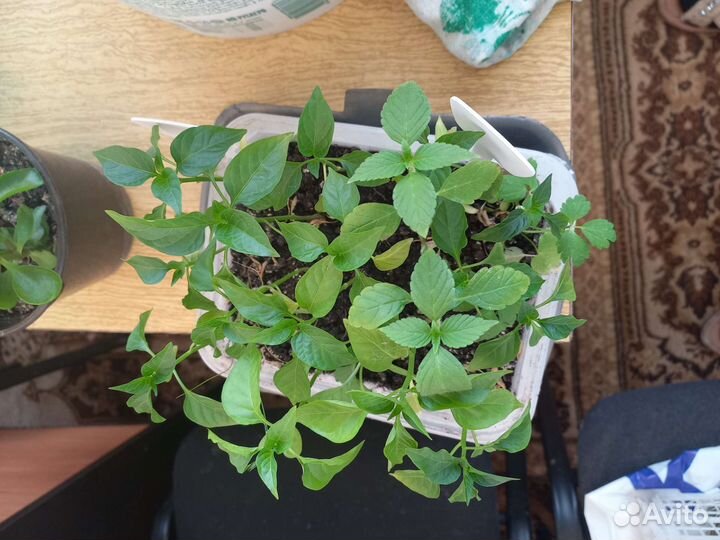 Рассада разная