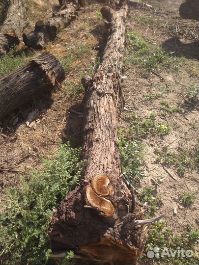 Спил (слэб) маслины крымской