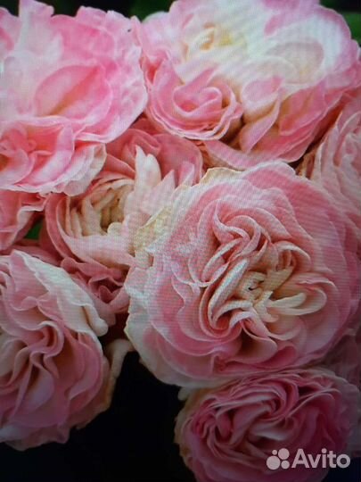 Герань пеларгония розебудная