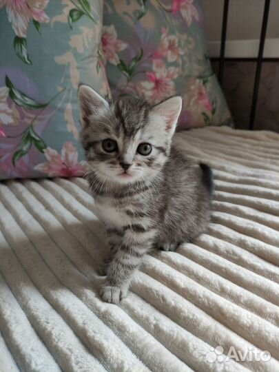 Шотландский котёнок