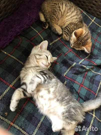 Маскарадные котята, 2 девочки и рыжий мальчик