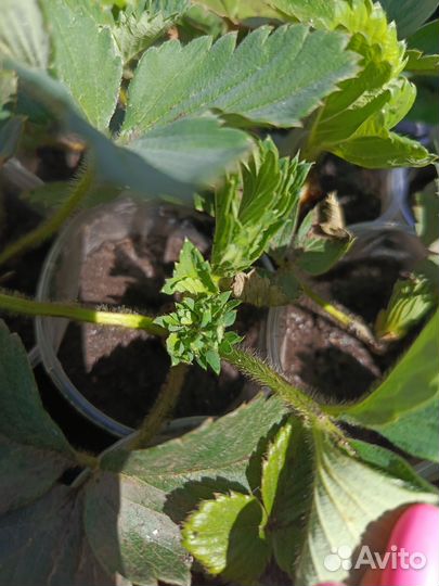 Рассада клубники