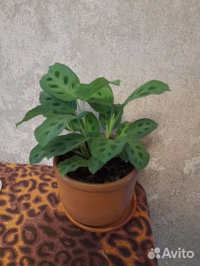 Маранта керховена новые растения