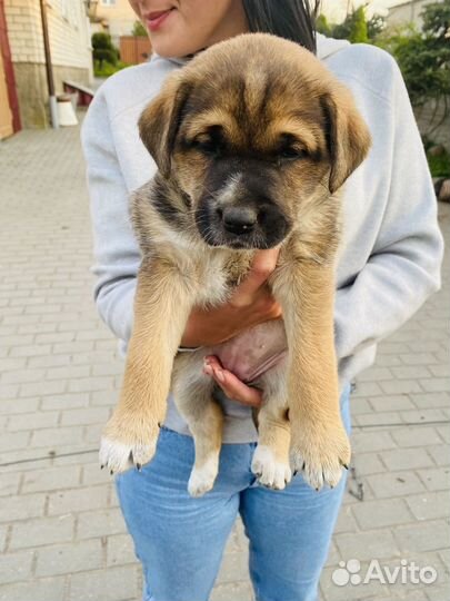 Щенки в дом