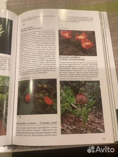 Комнатные растения Энциклопедия