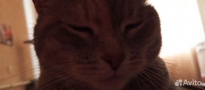 Кошка
