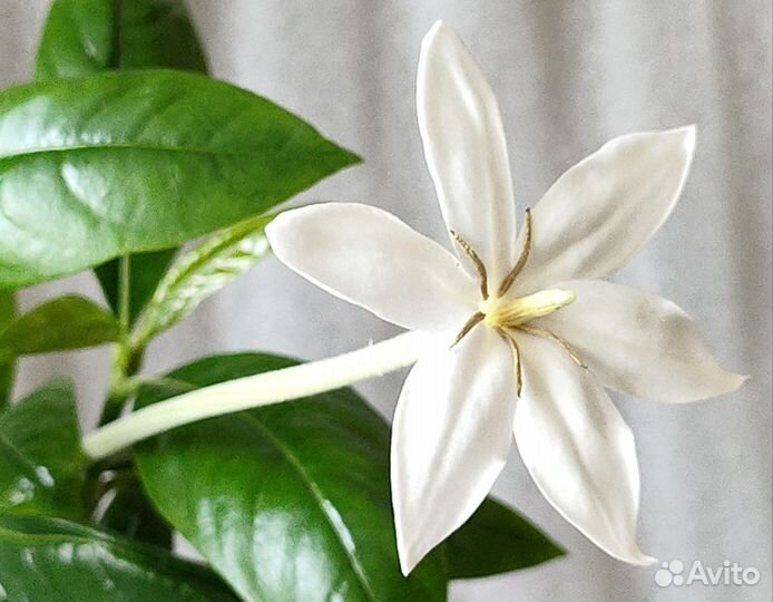 Табернемонтана, алибертия, серисса, каланхоэ