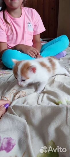 Котята в дар бесплатно