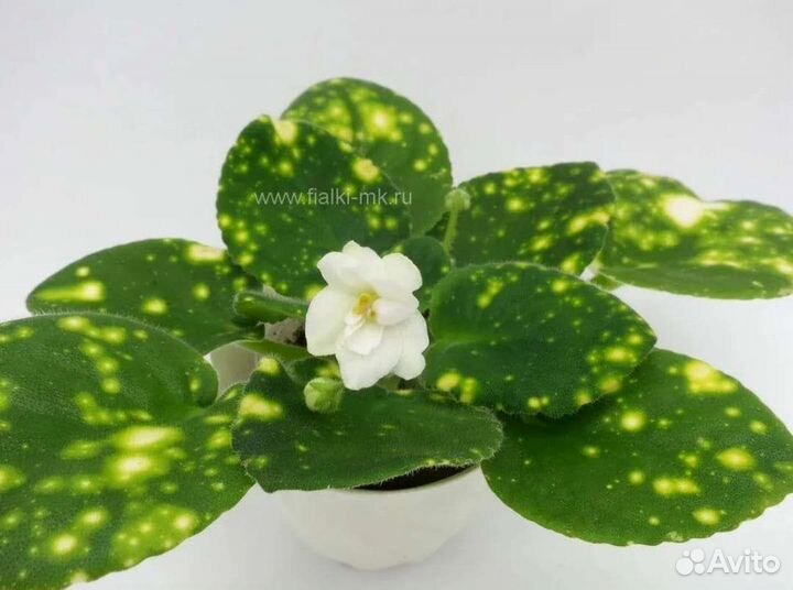 Фиалки (Сенполии)