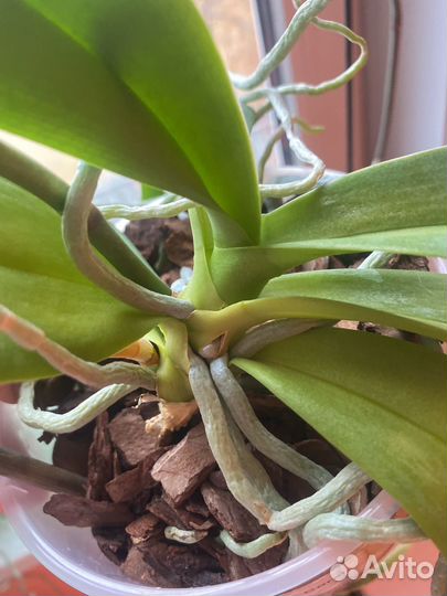 Орхидея фаленопсис Дикий кот