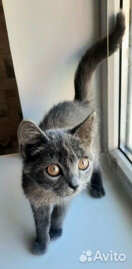 Найден котенок