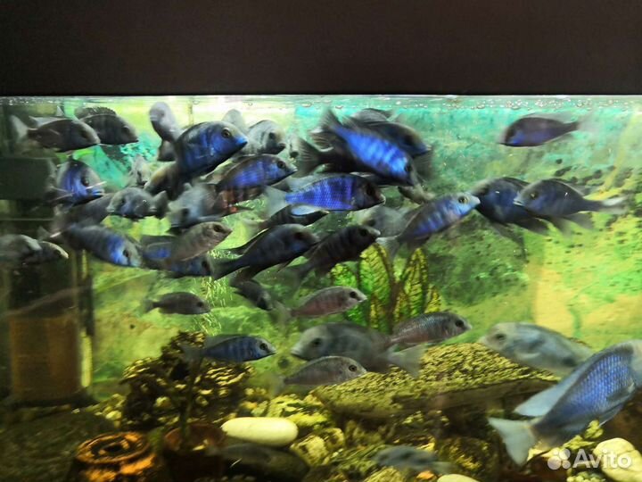 Цехлида Голубой дельфин