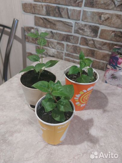 Фуксия белая цветы