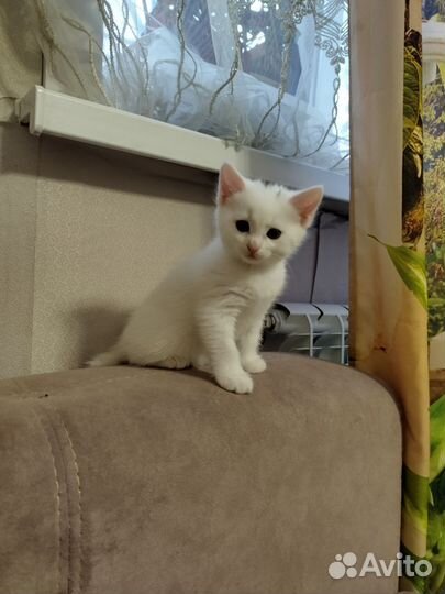 Котята курильский бобтейл, белые