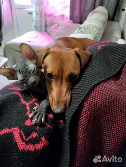 Донской сфинкс велюр котята