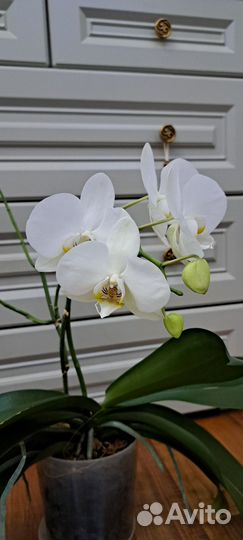 Орхидея фаленопсис белая