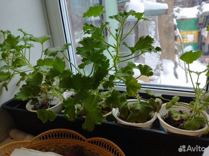 Комнатные растения и цветы